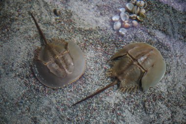 horseshoe crab close up clipart