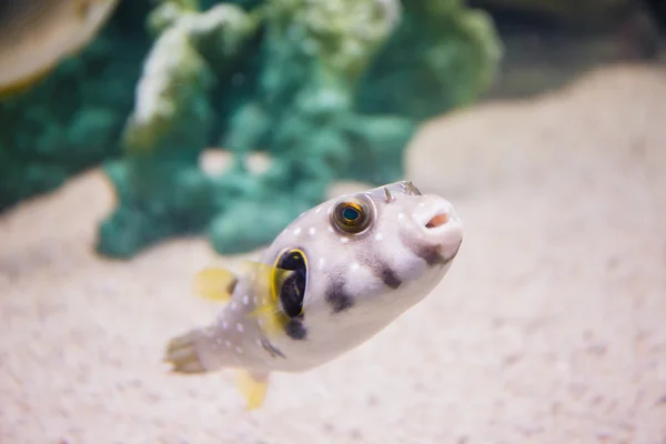 Puffer close-up in zee — Stockfoto