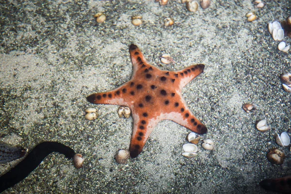 Starfish close up in sea — Stock Photo, Image