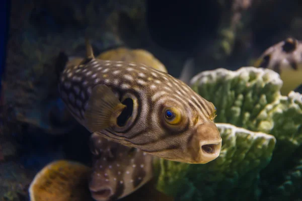 Puffer fish close up in sea — Stock Photo, Image
