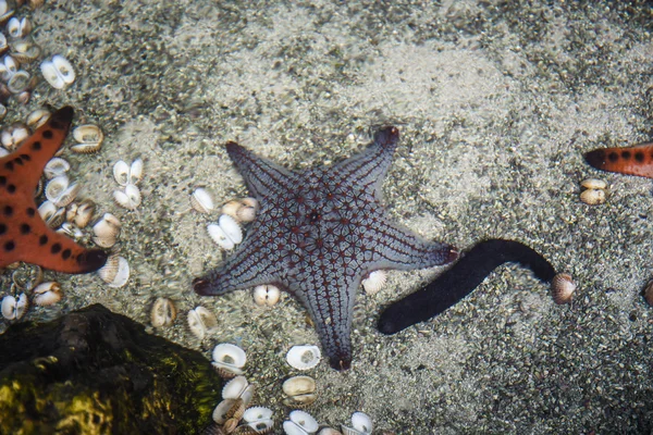 Estrella de mar de cerca en el mar —  Fotos de Stock