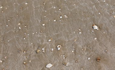 Kabukları plaj arka plan üzerinde