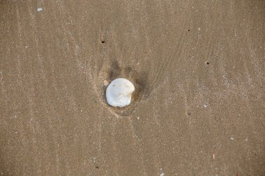 Kabukları plaj arka plan üzerinde