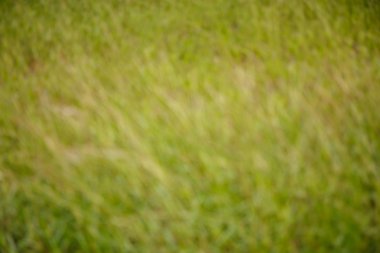 Doğal yeşil parlak arka plan bulanıklık