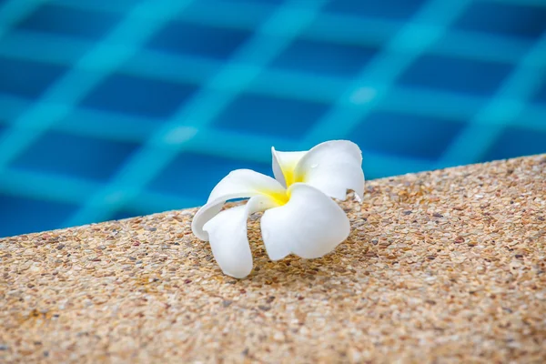 Frangipani kwiat przy basenie. — Zdjęcie stockowe