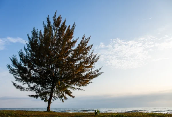Морской пейзаж с одинокой сосной на пляже в Таиланде — стоковое фото