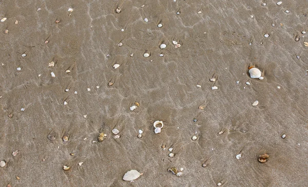 Coquilles sur le fond de la plage — Photo