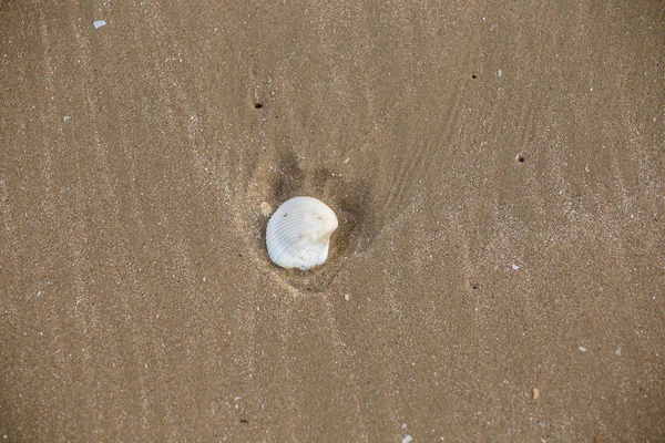 Snäckor på stranden bakgrunden — Stockfoto