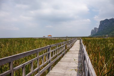 Ahşap köprü Khao Sam ROI Yod Milli Parkı, Tayland.