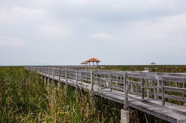 Ahşap köprü Khao Sam ROI Yod Milli Parkı, Tayland.