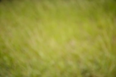 Doğal yeşil parlak arka plan bulanıklık