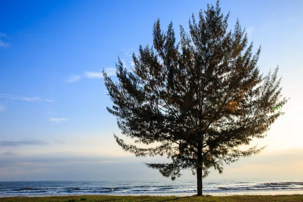 Krajina s osamělý strom na pláži v Thajsku — Stock fotografie