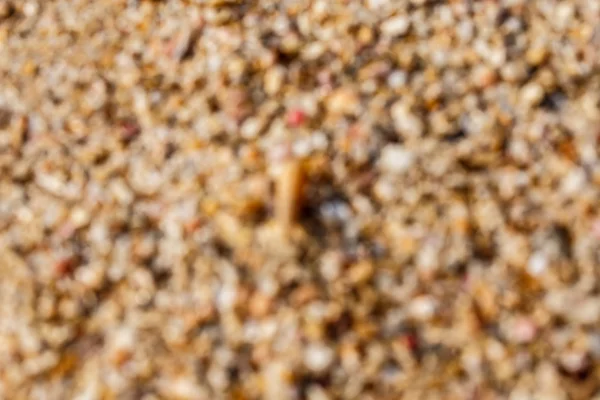 Conchas no fundo da praia — Fotografia de Stock