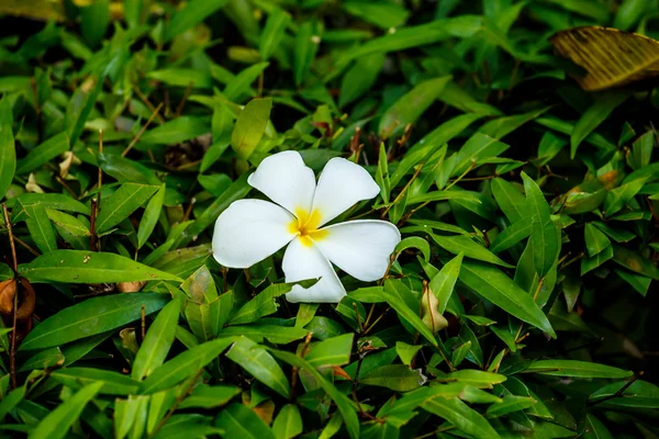 Plumeria o flores de frangipani blanco sobre hierba . —  Fotos de Stock