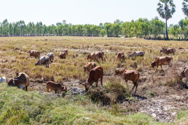 Tayland yemek pirinç saman inek