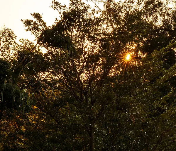 Sole che splende tra gli alberi — Foto Stock