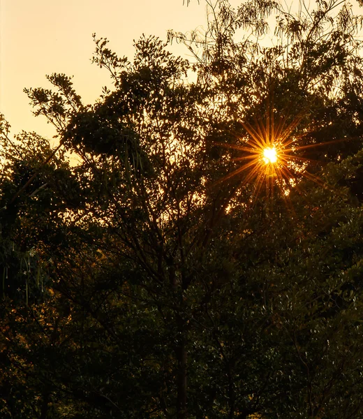 Sole che splende tra gli alberi — Foto Stock