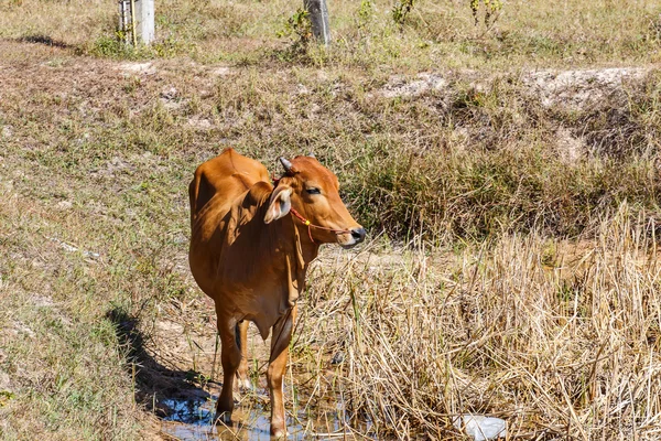 Kráva stravování stonků rýže Thajsko — Stock fotografie