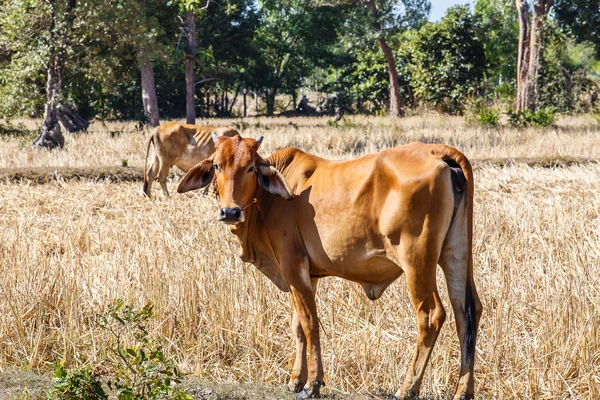 Vaca Tailândia comer palha de arroz — Fotografia de Stock