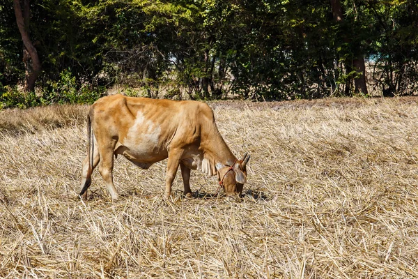 Vaca Tailândia comer palha de arroz — Fotografia de Stock