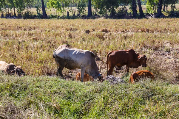 Корова їсть рис соломи Таїланд — стокове фото