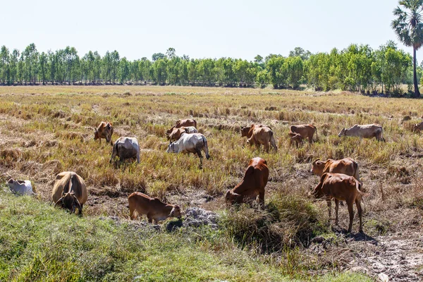 Vaca Tailândia comer palha de arroz — Fotografia de Stock