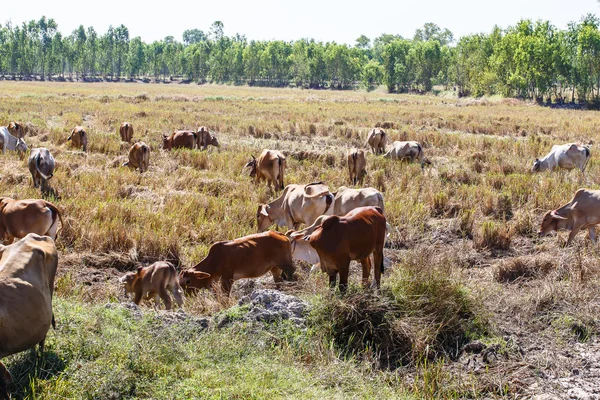 Vaca Tailândia comer palha de arroz — Fotografia de Stock