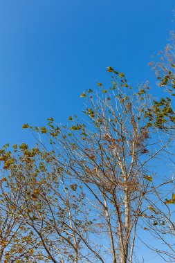 Gökyüzü arka plan ağaç