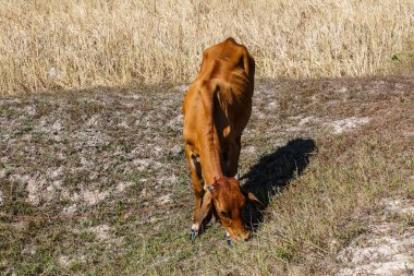 Tayland yemek pirinç saman inek