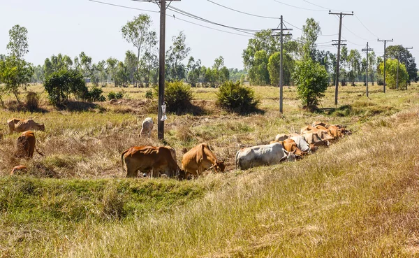 Kráva stravování stonků rýže Thajsko — Stock fotografie