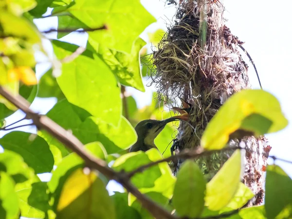 Hembra Aves de sol respaldadas por olivo alimentando a su hijo — Foto de Stock