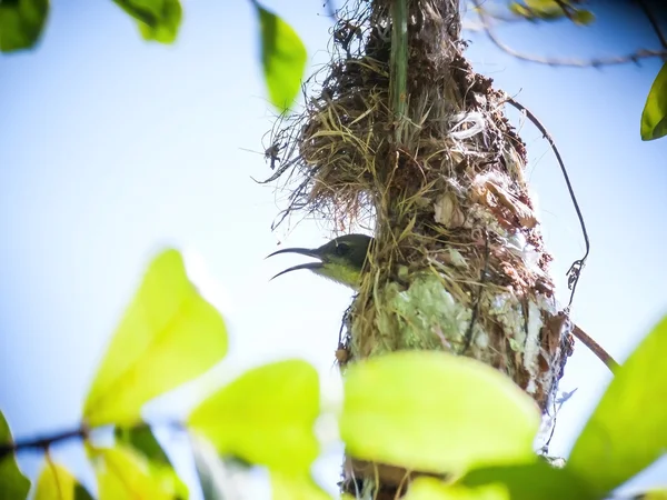Female Olive-backed sunbird sit on her eggs in nest. — Stock Photo, Image