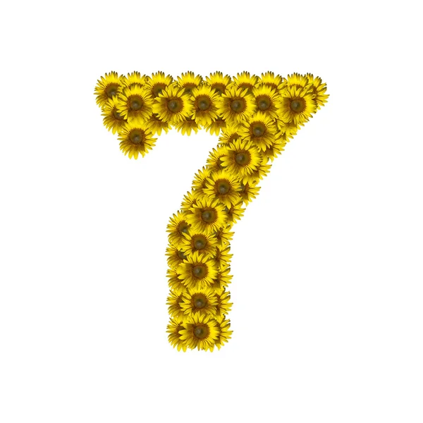 Terisolasi bunga matahari nomor 7 — Stok Foto