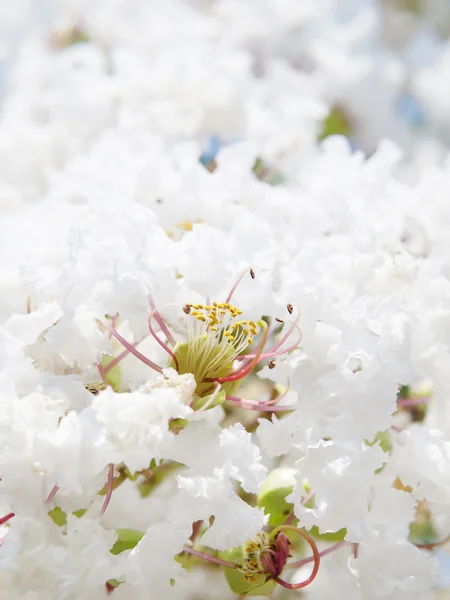 Hvid Lagerstroemia indica blomst - Stock-foto