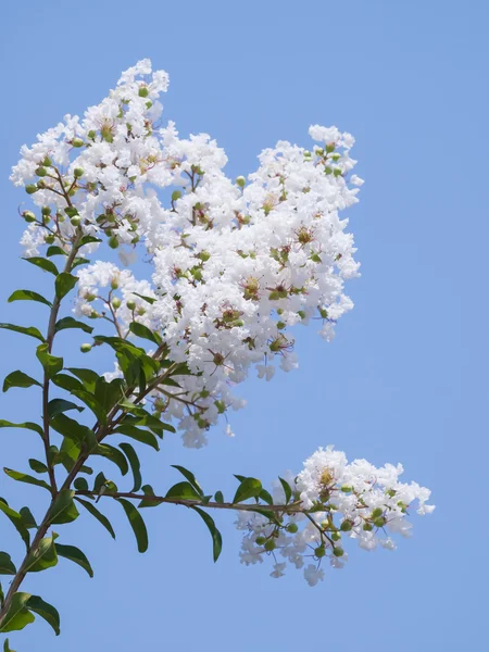 Белая лагерстроемия индийский цветок — стоковое фото