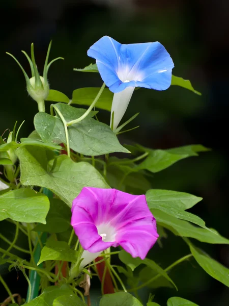 Roze en blauwe morning glory bloem — Stockfoto