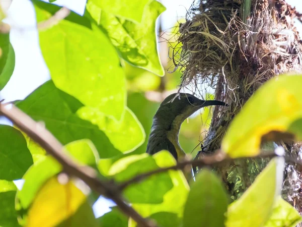 Female Olive-backed sunbird feeding her child — Stock Photo, Image