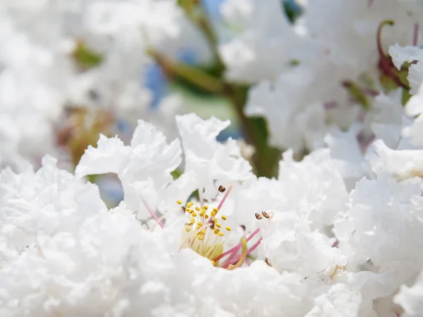 白紫薇籼花 — 图库照片