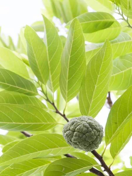 Fresh sugar apple — Stock Photo, Image