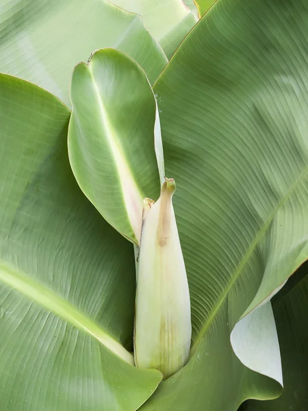 Karzeł rodzaju banana — Zdjęcie stockowe