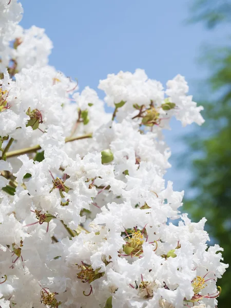 백색 배롱나무 indica 꽃 스톡 이미지