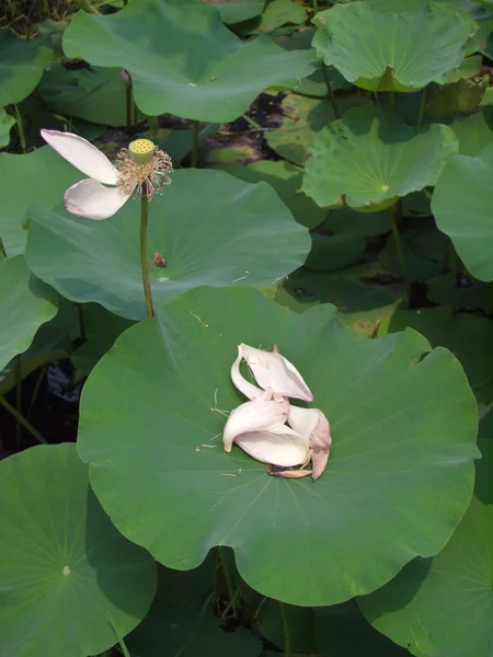 Lotus fané — Photo