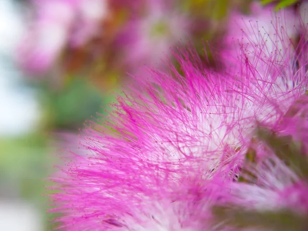 Рожеві powderpuff — стокове фото