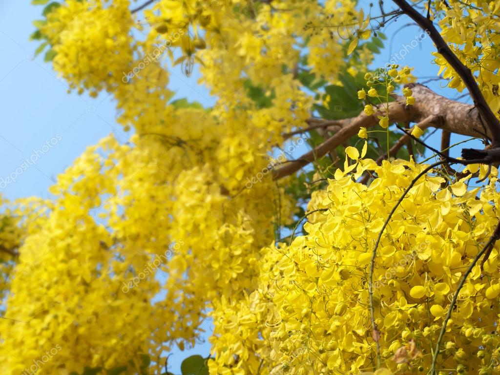 ゴールデン シャワーの花 ストック写真 C Exsodus