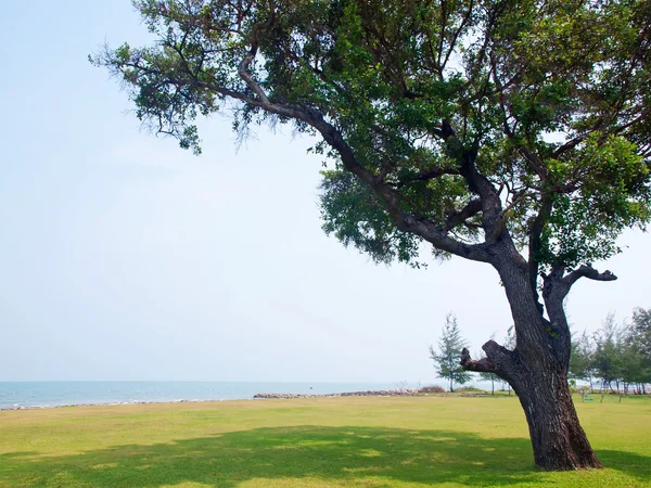 Alone tree — Stock Photo, Image