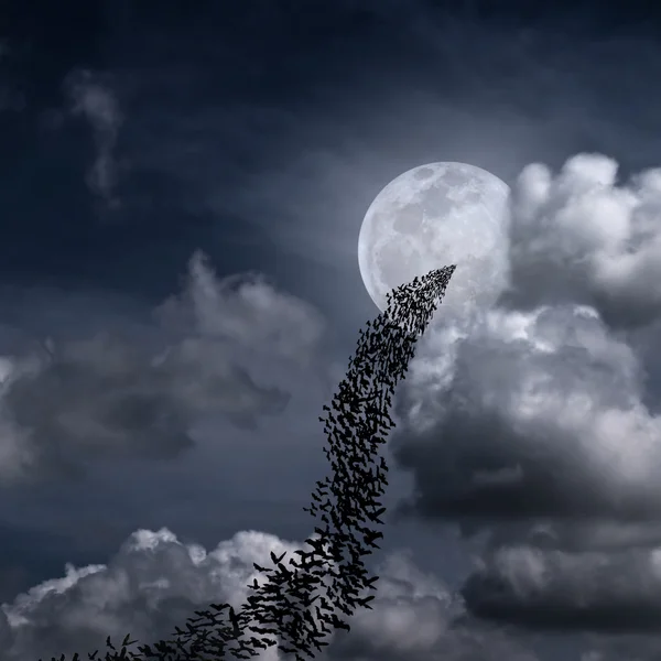 Bats and full moon — Stock Photo, Image