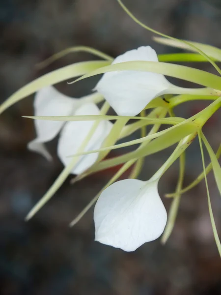 Bouquet of Rhyncholaelia nodosa — Stock Photo, Image