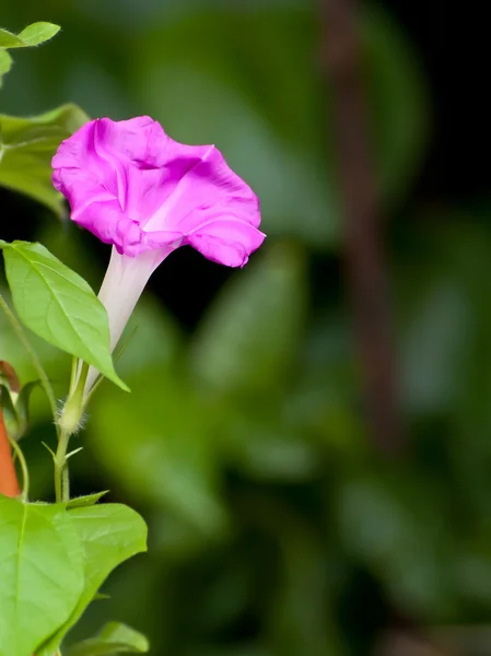 Pink morning glory flower — Stock Photo, Image
