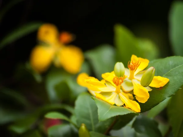 Myszka Miki rośliny kwiaty — Zdjęcie stockowe