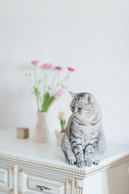 İngiliz Gri kedi